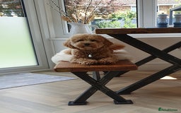 Cavapoo dogs for sale: Beautiful 18 month old cavapoo girl  - Image 3
