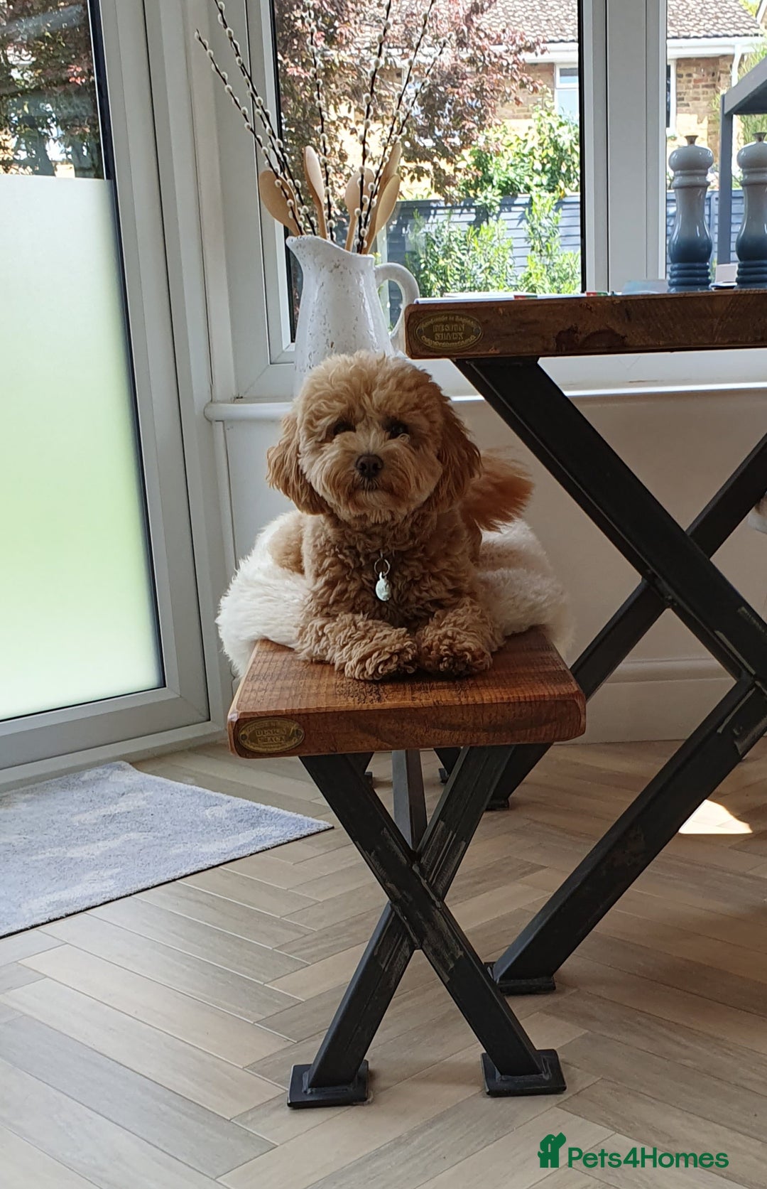 Cavapoo dogs for sale: Beautiful 18 month old cavapoo girl  - Image 3