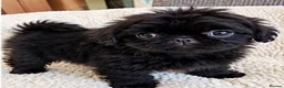 Shih Tzu dogs for sale: The Original Teddybear Puppies!  - Advert 8