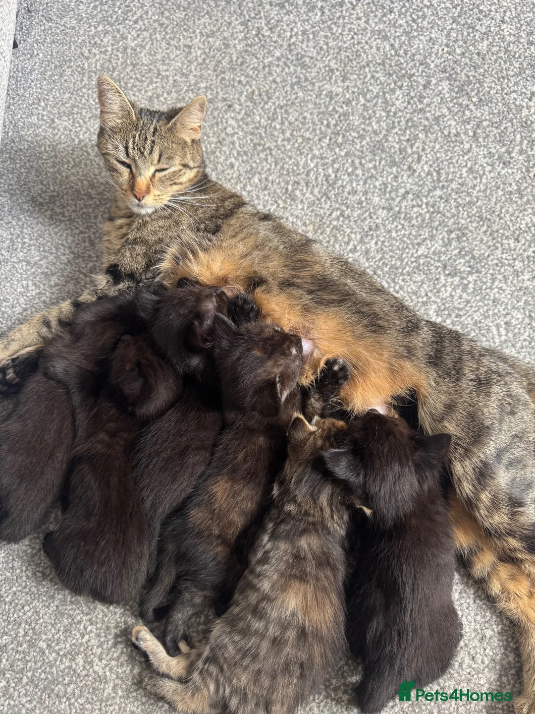 British Shorthair cats for sale: 6 adorable kittens - Advert 1