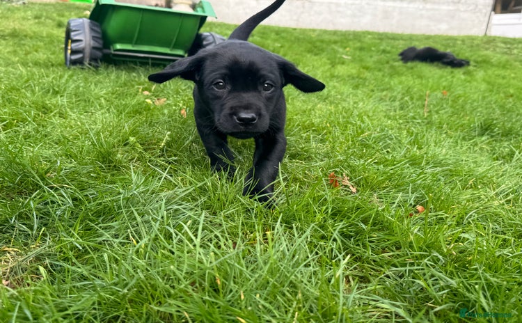 Labrador Retriever dogs Beautiful Labrador Retriever puppies - Advert 13
