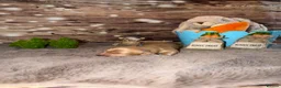 Miniature Dachshund dogs for sale: Lovey miniature dachshund boy - Advert 3