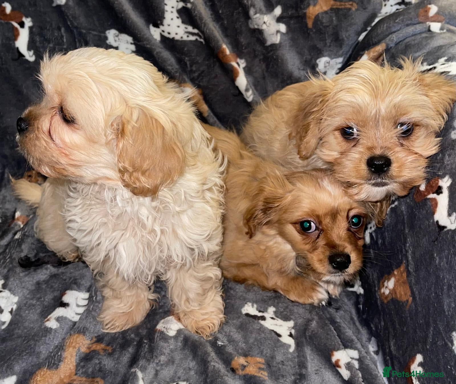 Cavapoo dogs Cavapoo puppies  - Advert 1