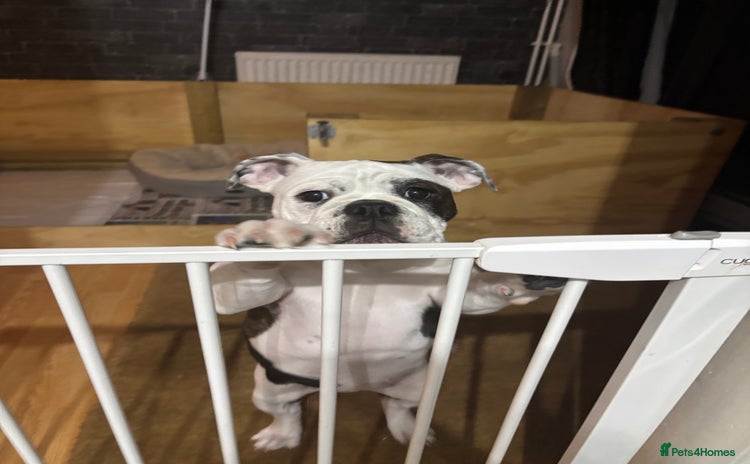 Olde English Bulldogge dogs - Advert 3