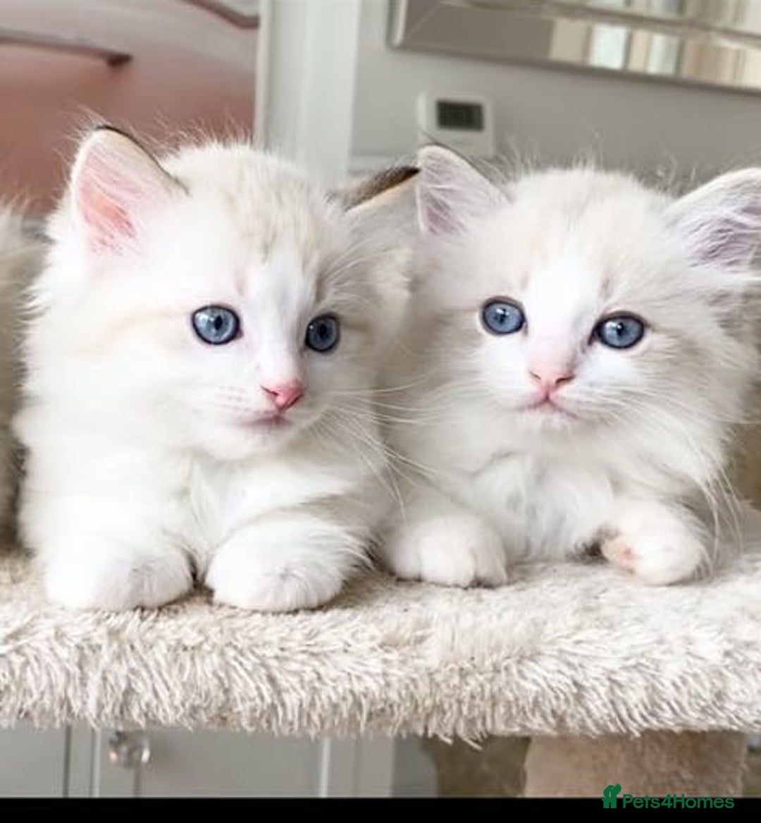 Ragdoll cats for sale: INDOOR TWO MALE GCCF REGISTERED RAGDOLL KITTENS - Image 3