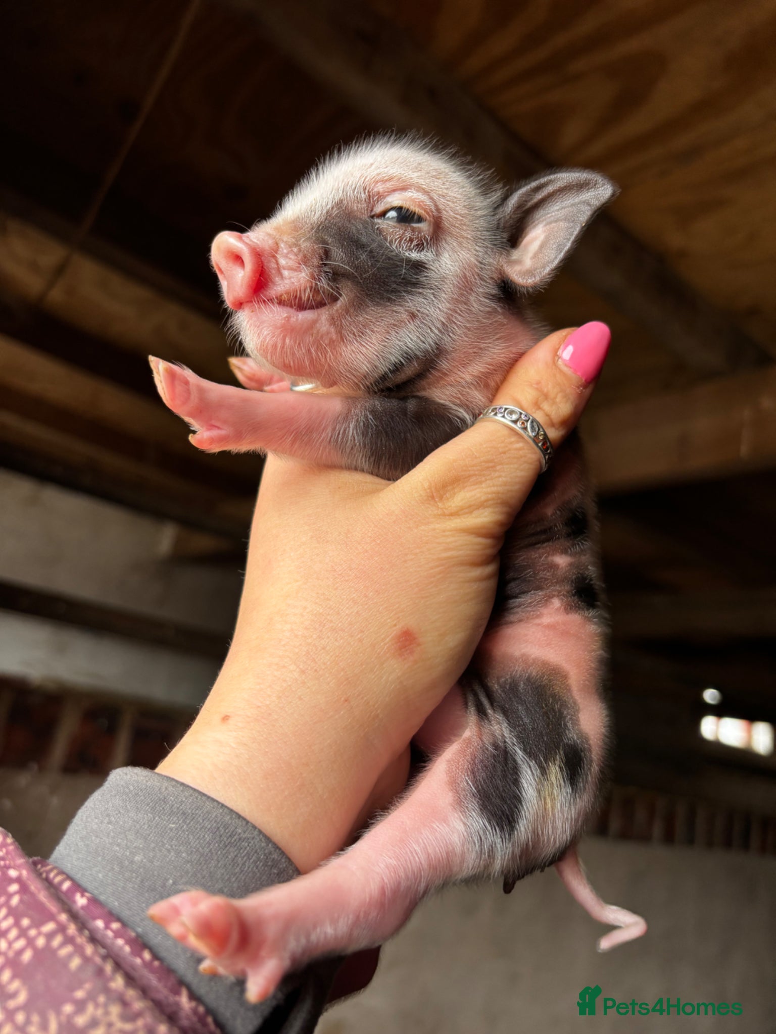 Pig livestock for sale: Mini piglets available  - Advert 3