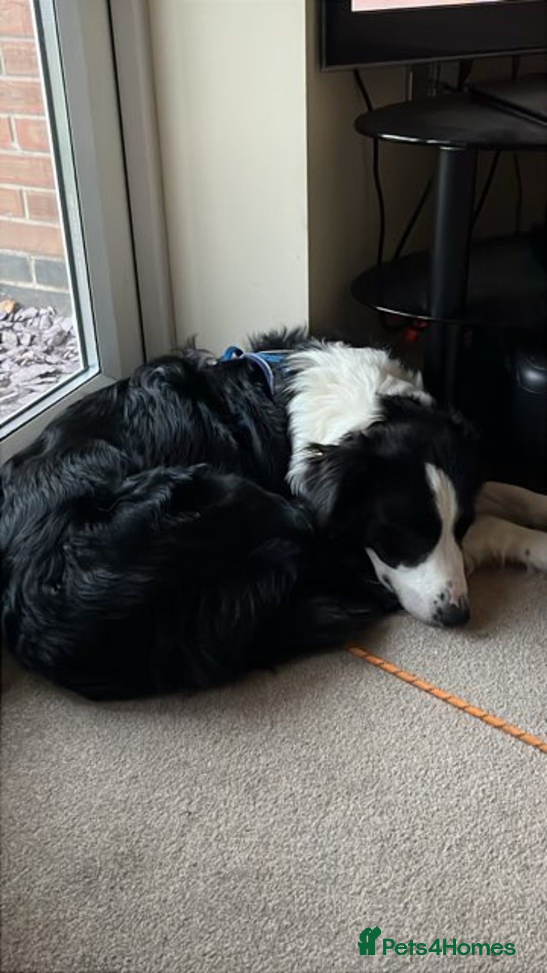 Border Collie dogs for sale: Border collie for sale - Image 2