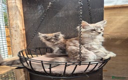 Maine Coon cats for sale: Maine coon kittens  - Image 2