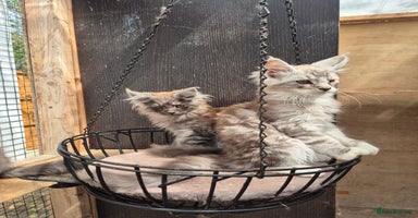 Maine Coon cats - Advert 16
