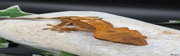 Gecko reptiles for sale: Stunning tangerine cappuccino crested gecko  - Advert 12