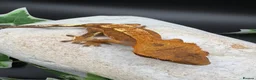 Gecko reptiles for sale: Stunning tangerine cappuccino crested gecko  - Advert 12