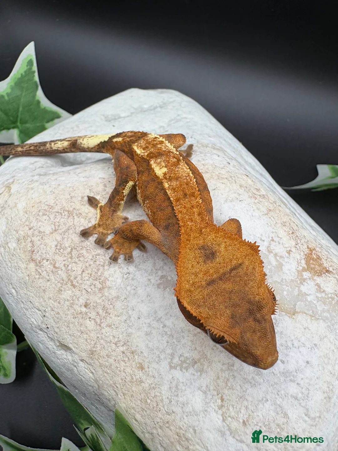 Gecko reptiles for sale: Stunning tangerine cappuccino crested gecko  - Advert 12
