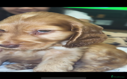 American Cocker Spaniel dogs for sale: Cocker spaniel  (PRICE CAN BE NEGOTIATED) - Image 5