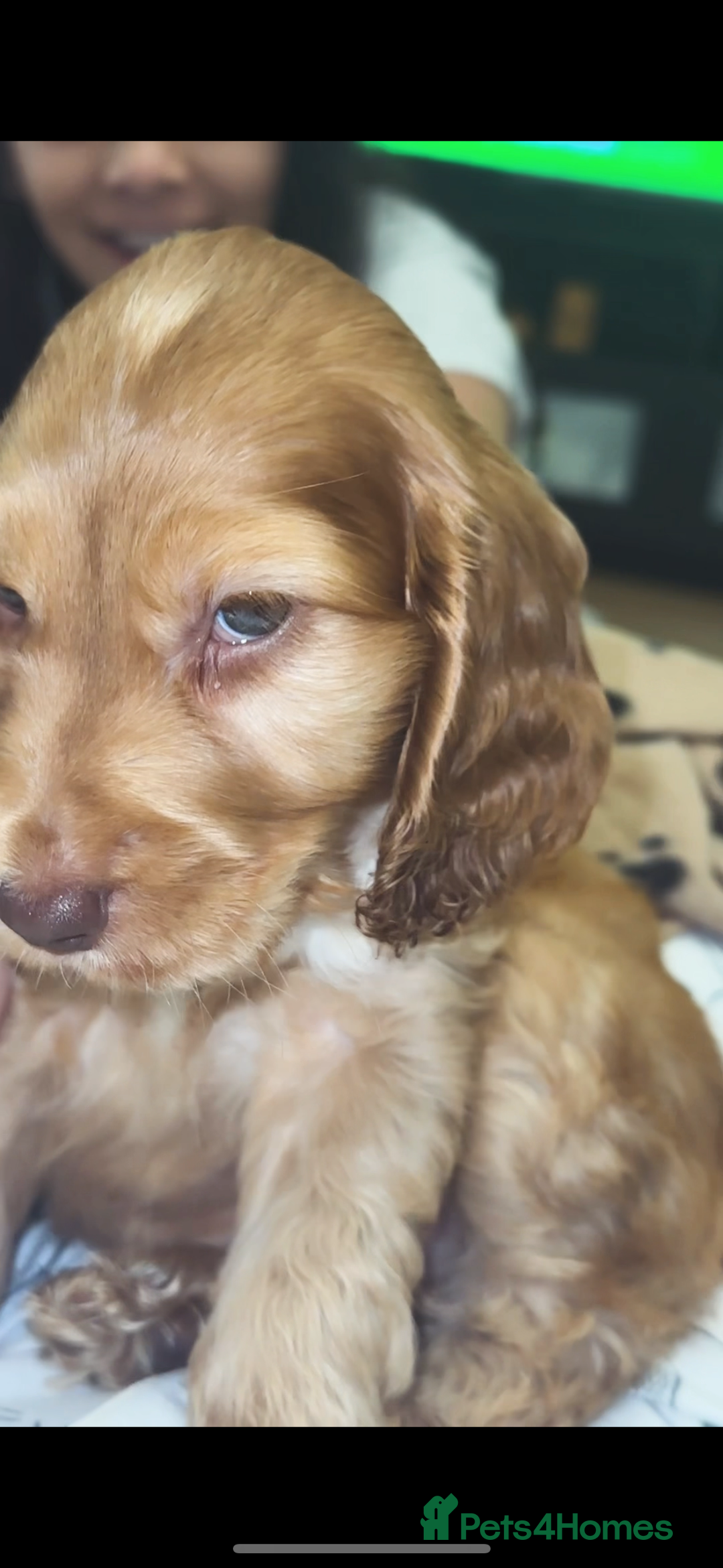 American Cocker Spaniel dogs for sale: Cocker spaniel  (PRICE CAN BE NEGOTIATED) - Image 5