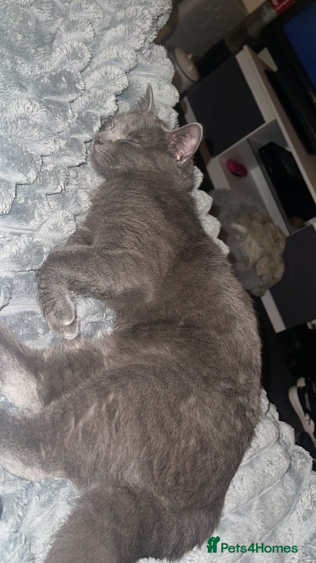 British Shorthair cats for sale: British shorthair - Ash  - Advert 5