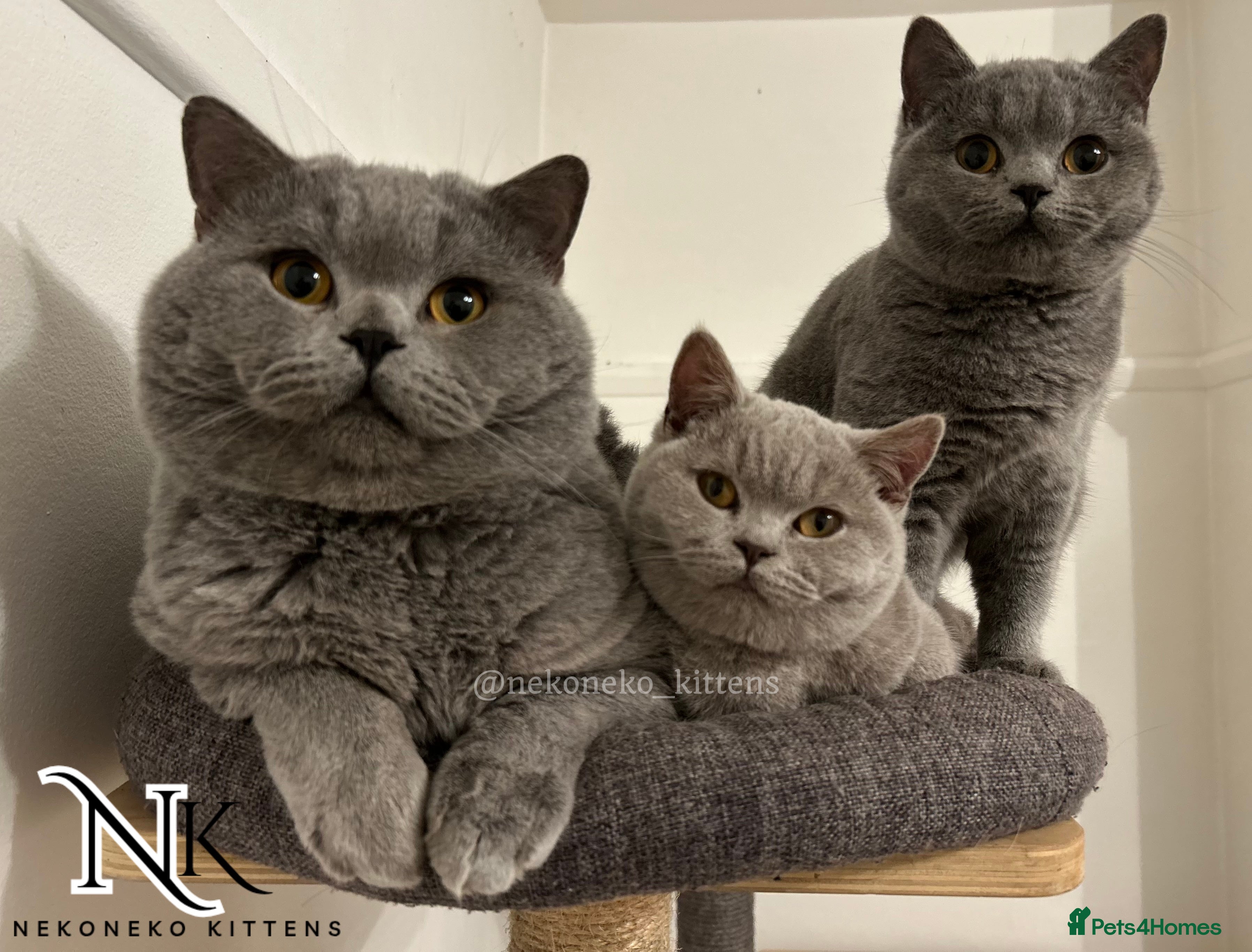 British Shorthair cats 2 Active GCCF REGISTERED BSH TEDDY 🐻 🧸  - Advert 15