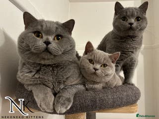 British Shorthair cats 2 Active GCCF REGISTERED BSH TEDDY 🐻 🧸 - Advert 15