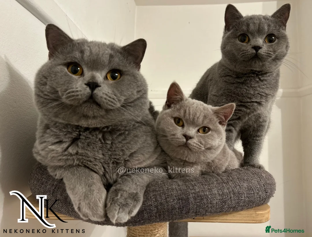 British Shorthair cats for sale: ‼️1 LEFT REDUCED‼️ GCCF REGISTERED BSH 🐻 🧸  - Advert 8