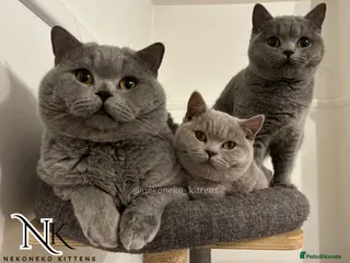 British Shorthair cats 2 Active GCCF REGISTERED BSH TEDDY 🐻 🧸 - Advert 11