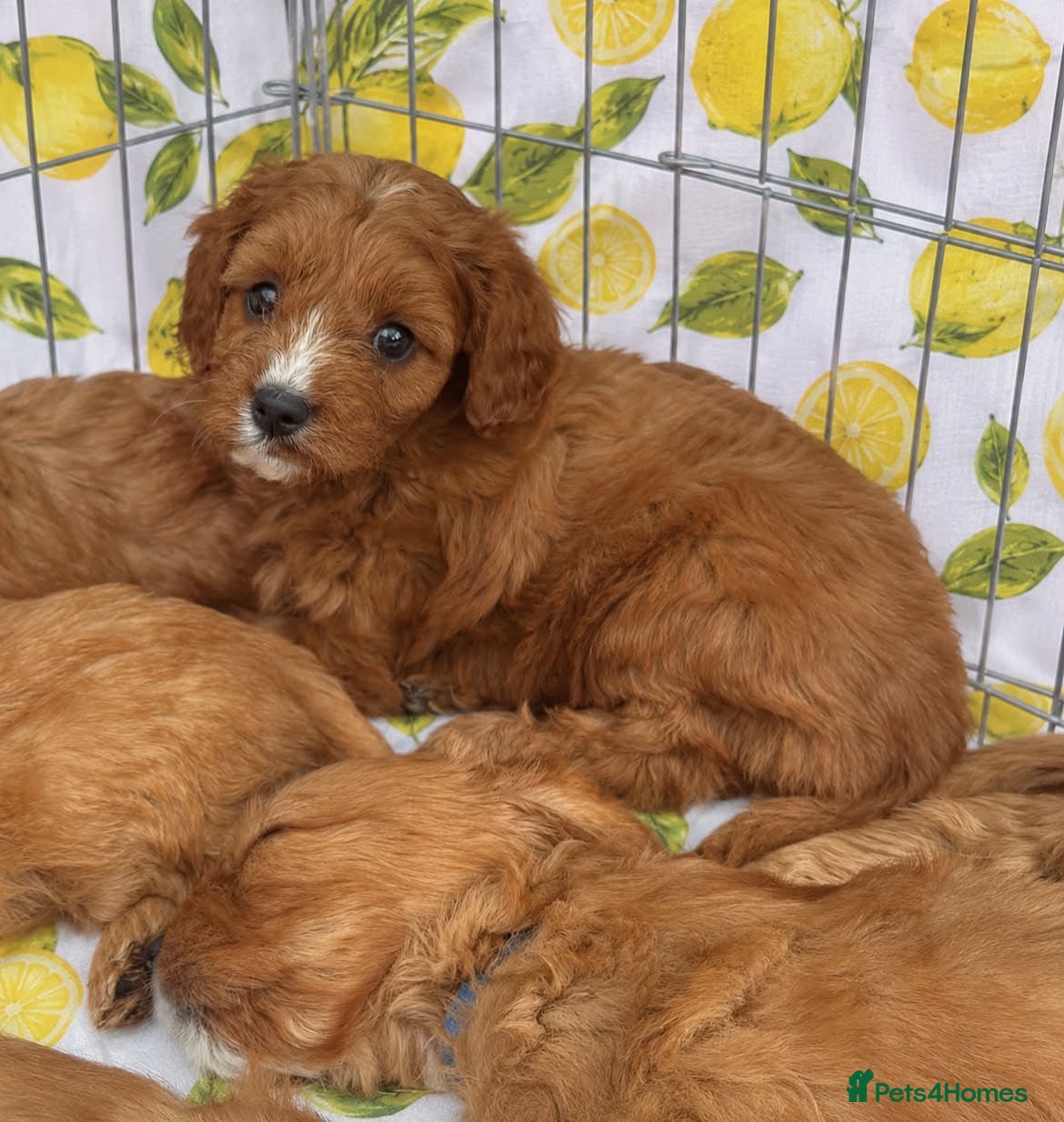 Cavapoo dogs Cavapoo Puppies Looking for their Forever Homes  - Advert 1