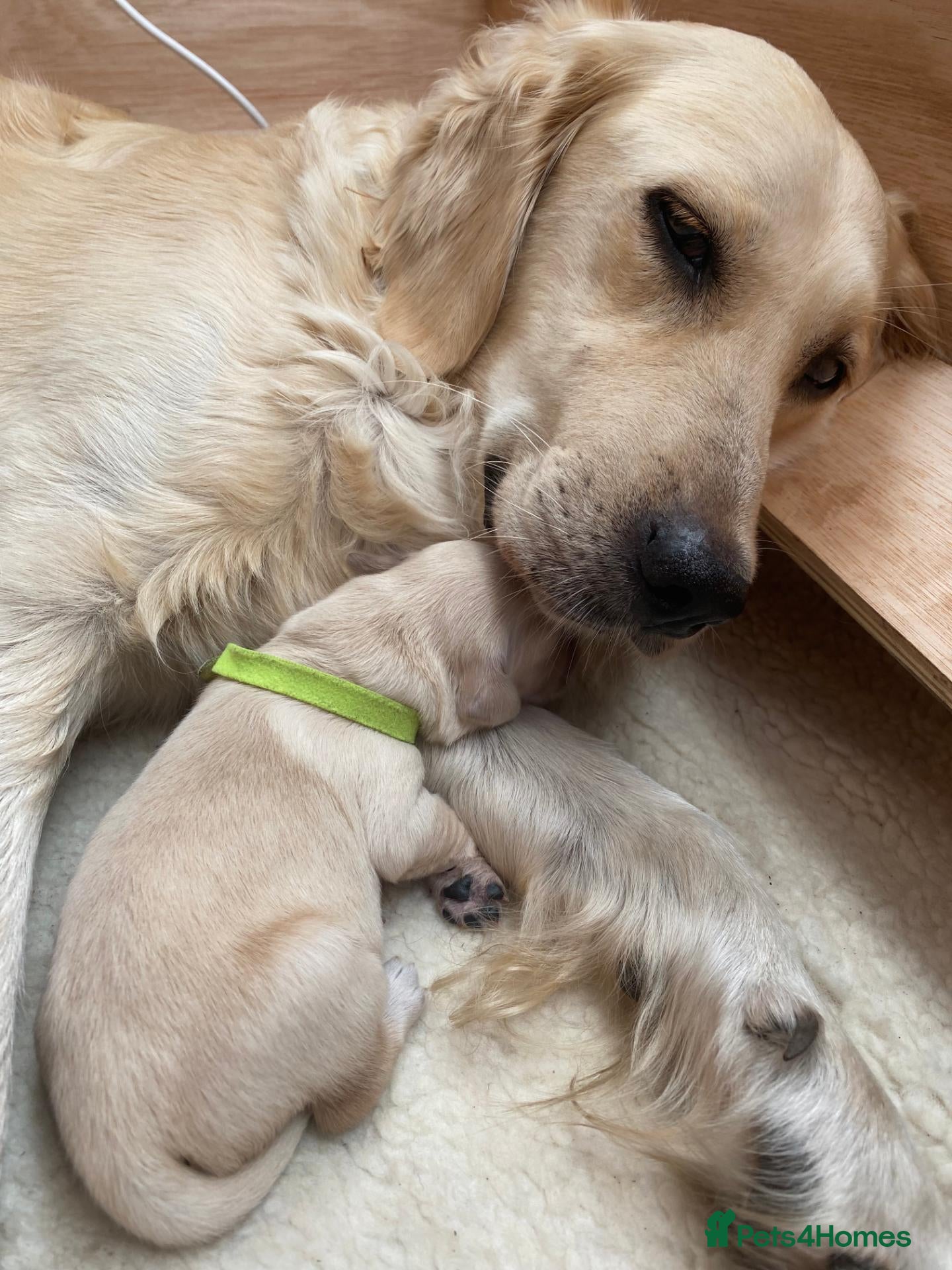 Golden Retriever dogs Golden Retriever Puppies - Advert 1