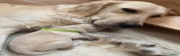 Golden Retriever dogs for sale: Golden Retriever Puppies - Advert 1