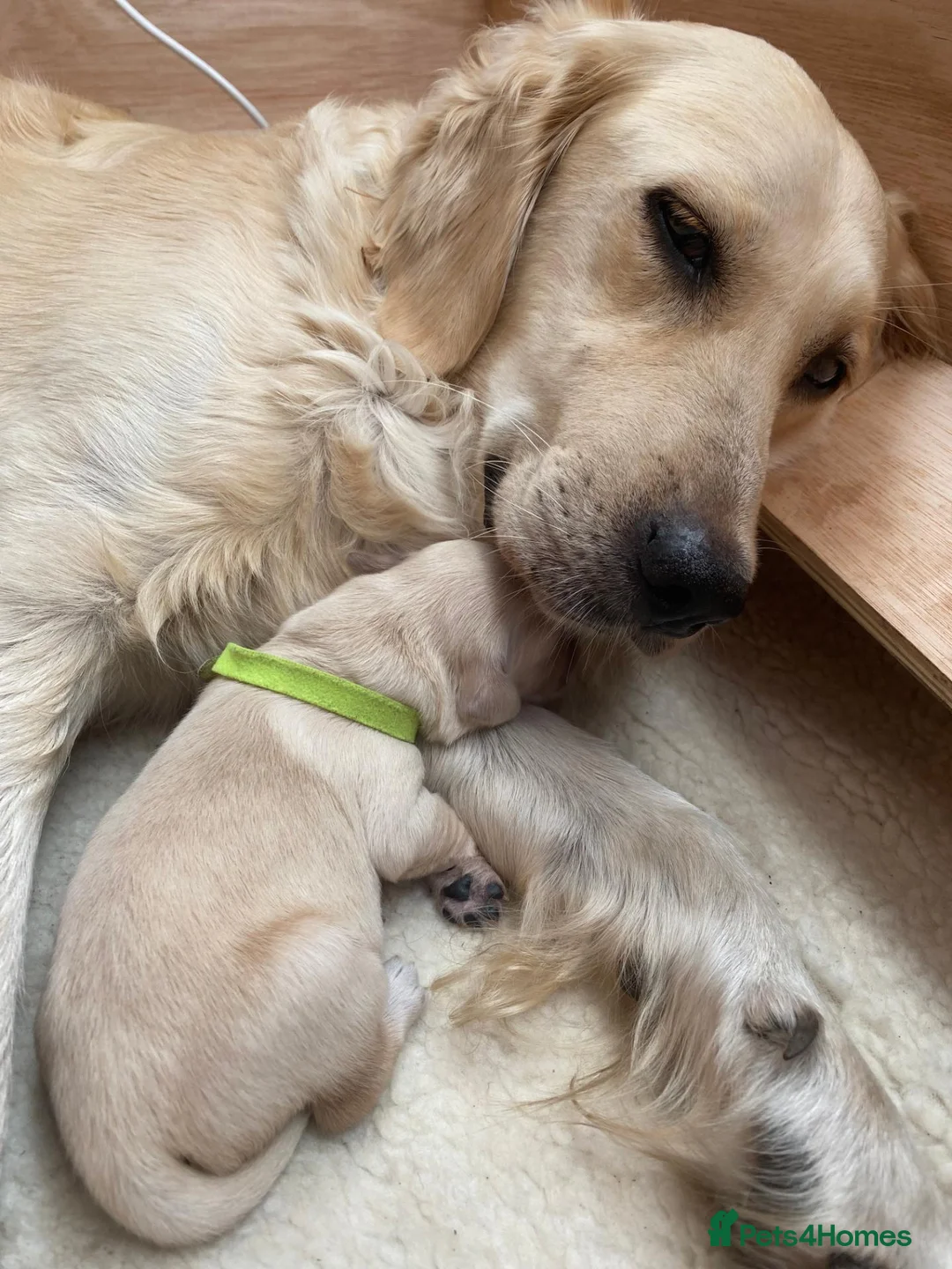 Golden Retriever dogs for sale: Golden Retriever Puppies - Advert 1