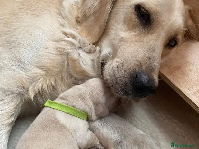 Golden Retriever dogs for sale: Cream & Golden Retriever Puppies - Advert 3