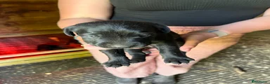  Puppy 2