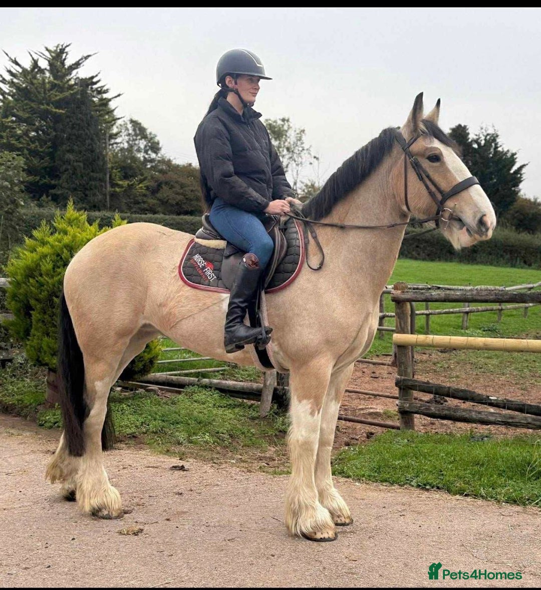 Clydesdale horses for sale: Ottie - The Super Cob !!! - Image 4