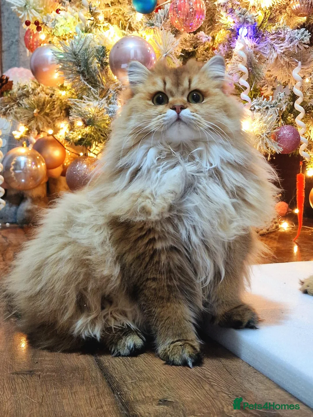 British Longhair cats for sale: British longhair girl  - Advert 2