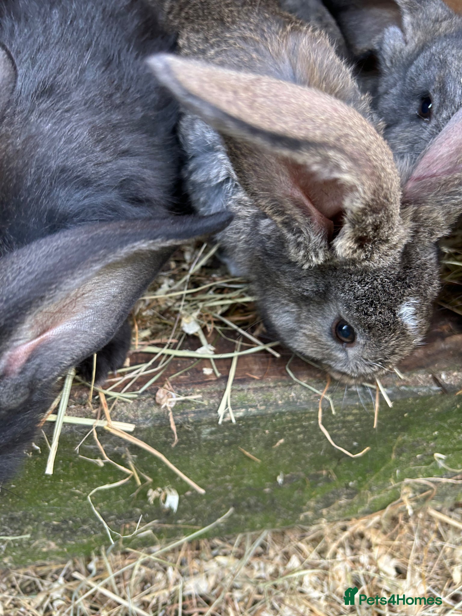 Continental Giant rabbits for sale: WE HAVE THE WORLDS BIGGEST BUNNIES  - Advert 3