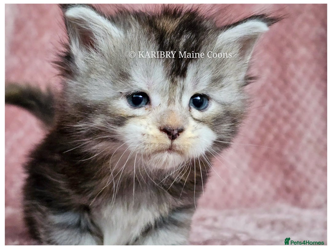 Maine Coon cats for sale: QUALITY TICA Registered Shaded,Shell ACTIVE - Advert 12
