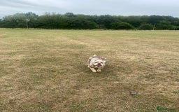 English Bulldog dogs for sale: English Bulldog Pair for Breeding - Image 7