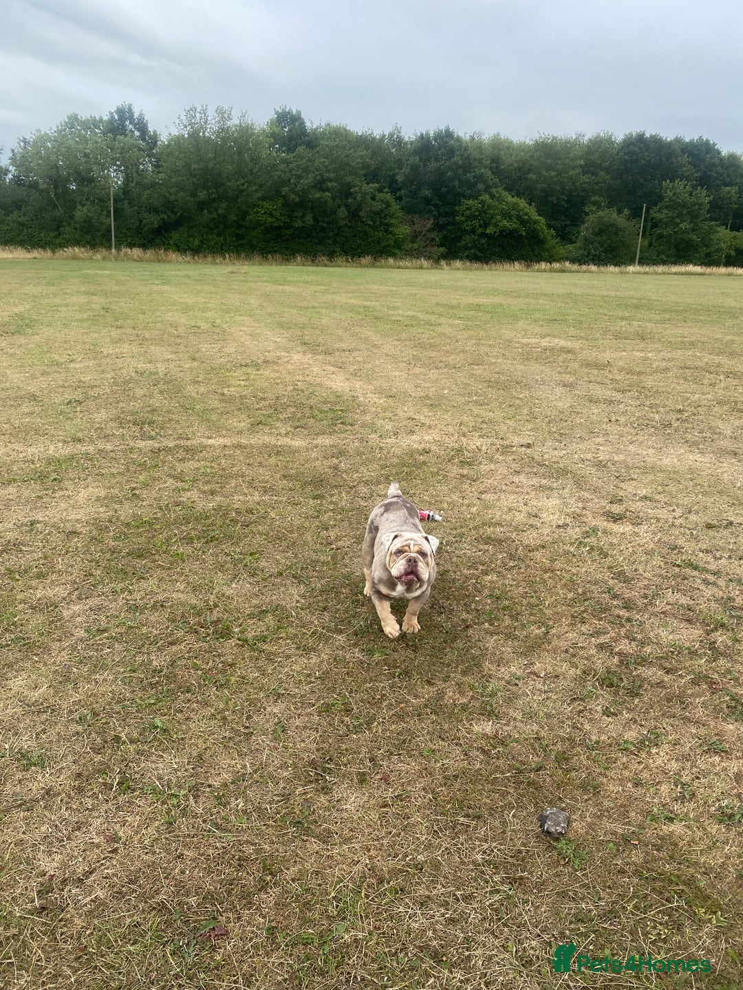 English Bulldog dogs for sale: English Bulldog Pair for Breeding - Image 7