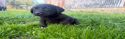 Labrador Retriever dogs for sale: Outstanding lab pup males  - Advert 4