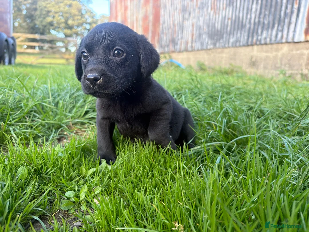 Labrador Retriever dogs for sale: Outstanding lab pup males  - Advert 4