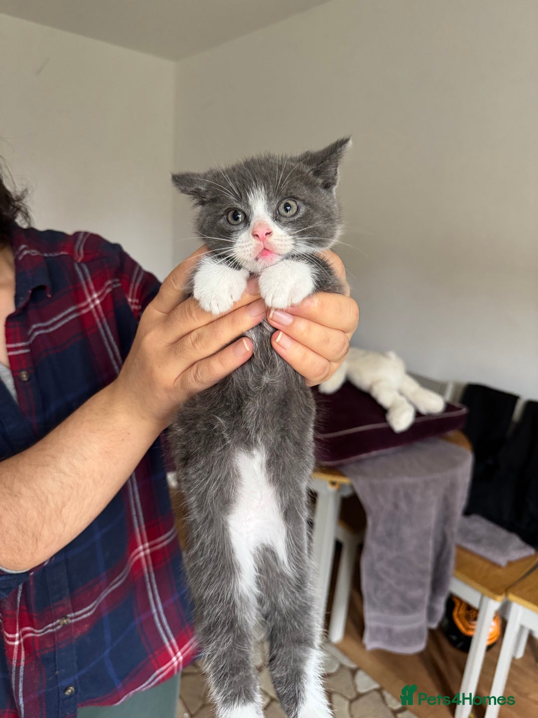 British Shorthair cats for sale: It’s a British short hair  - Image 28