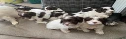 Cockapoo dogs for sale: Cockapoo puppys - Advert 4