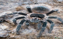 Tarantulas invertebrates for sale: Free Rehoming Service for ALL Invertebrates  - Image 3