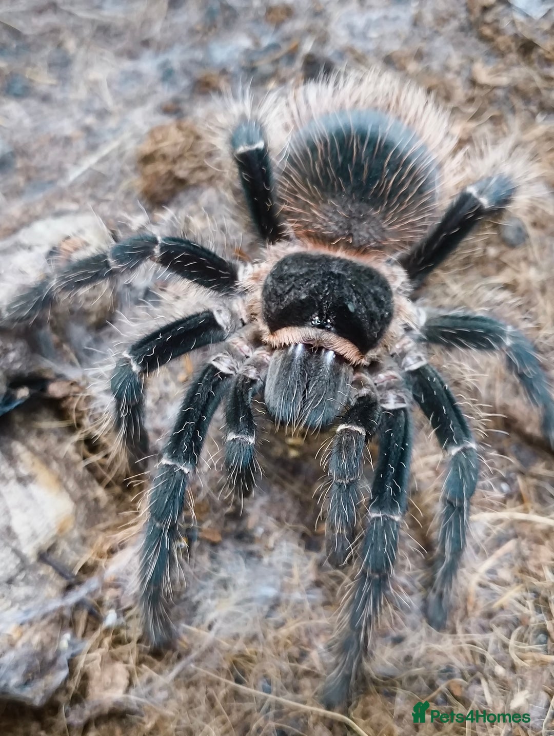 Tarantulas invertebrates for sale: Free Rehoming Service for ALL Invertebrates  - Image 3