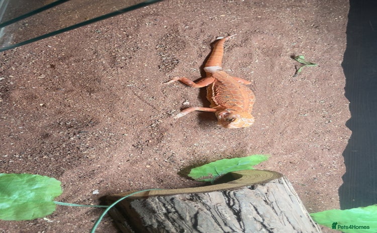 Bearded Dragon reptiles - Advert 5