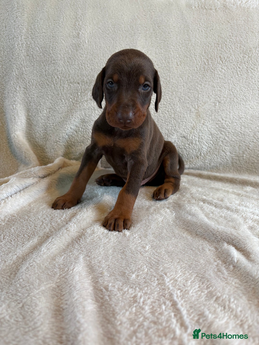 Dobermann dogs for sale: Beautiful European KC reg Doberman Puppies - Image 1