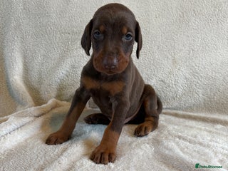 Dobermann dogs - Advert 9