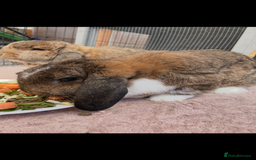 Mini Lop rabbits for sale: 3 Beautiful Mini Lops  - Image 4