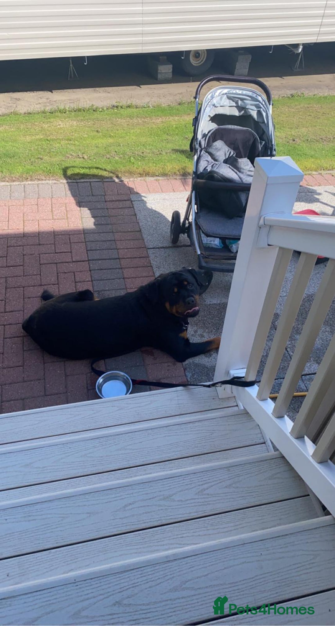 Rottweiler dogs for stud: Rottweiler - 4th generation KC registered pedigree - Advert 7