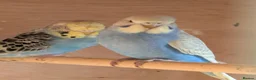 Budgerigars birds for sale: Baby Budgies some Crested  - Advert 2