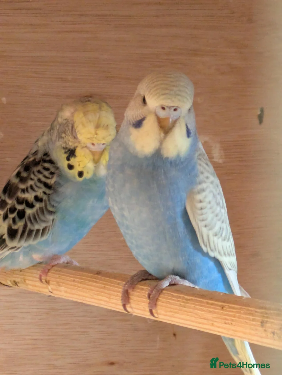 Budgerigars birds for sale: Baby Budgies some Crested  - Advert 2