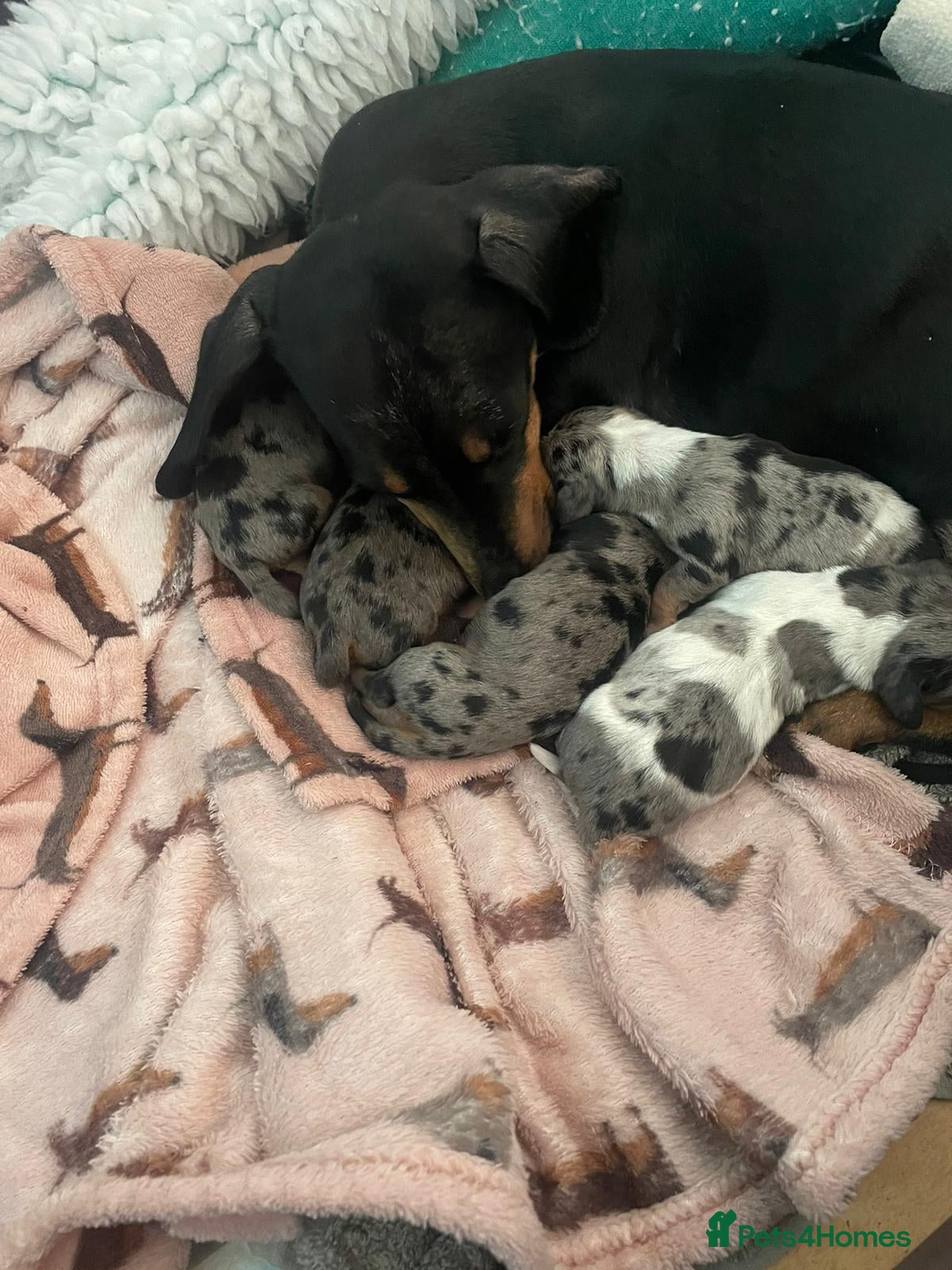 Miniature Dachshund dogs Beautiful mini dachshund  - Advert 3