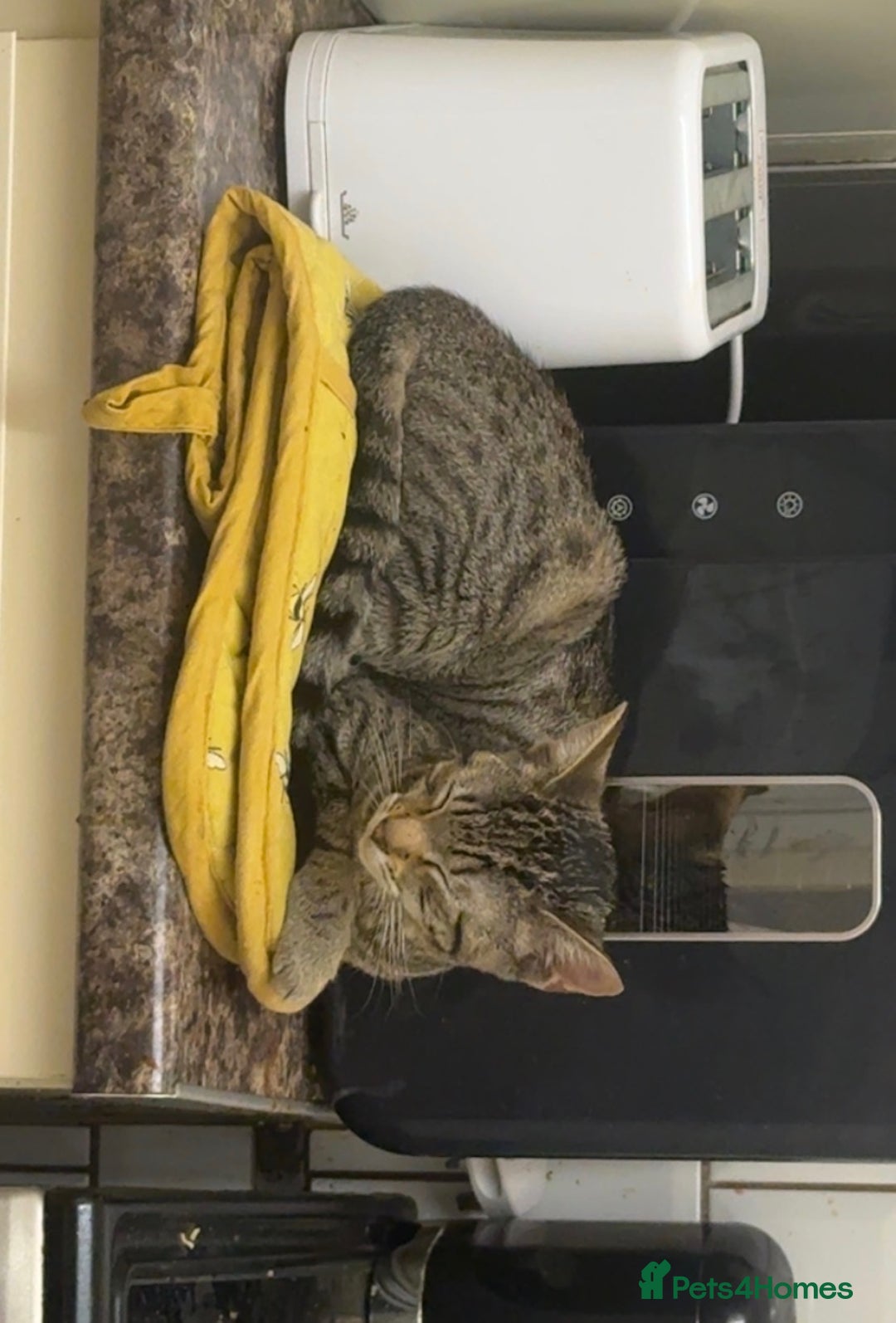 British Shorthair cats for sale: Tabby Kitten For Sale - Female - URGENT!! - Advert 4